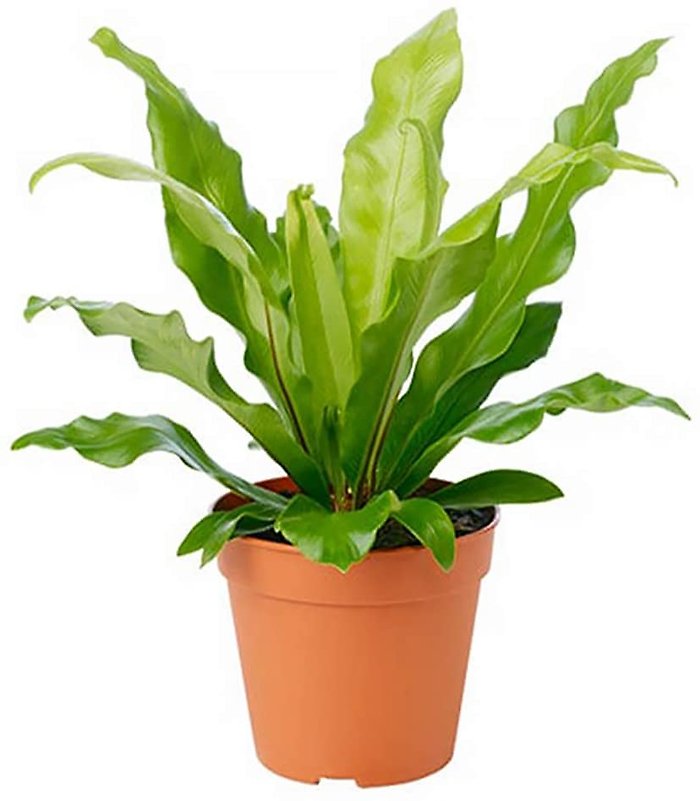 Birdnest Fern