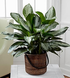 The Chinese Evergreen Plant