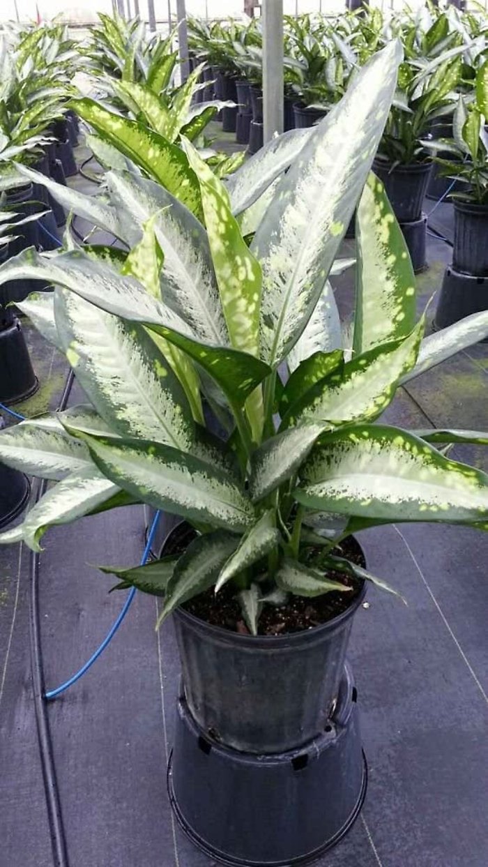 Dieffenbachia